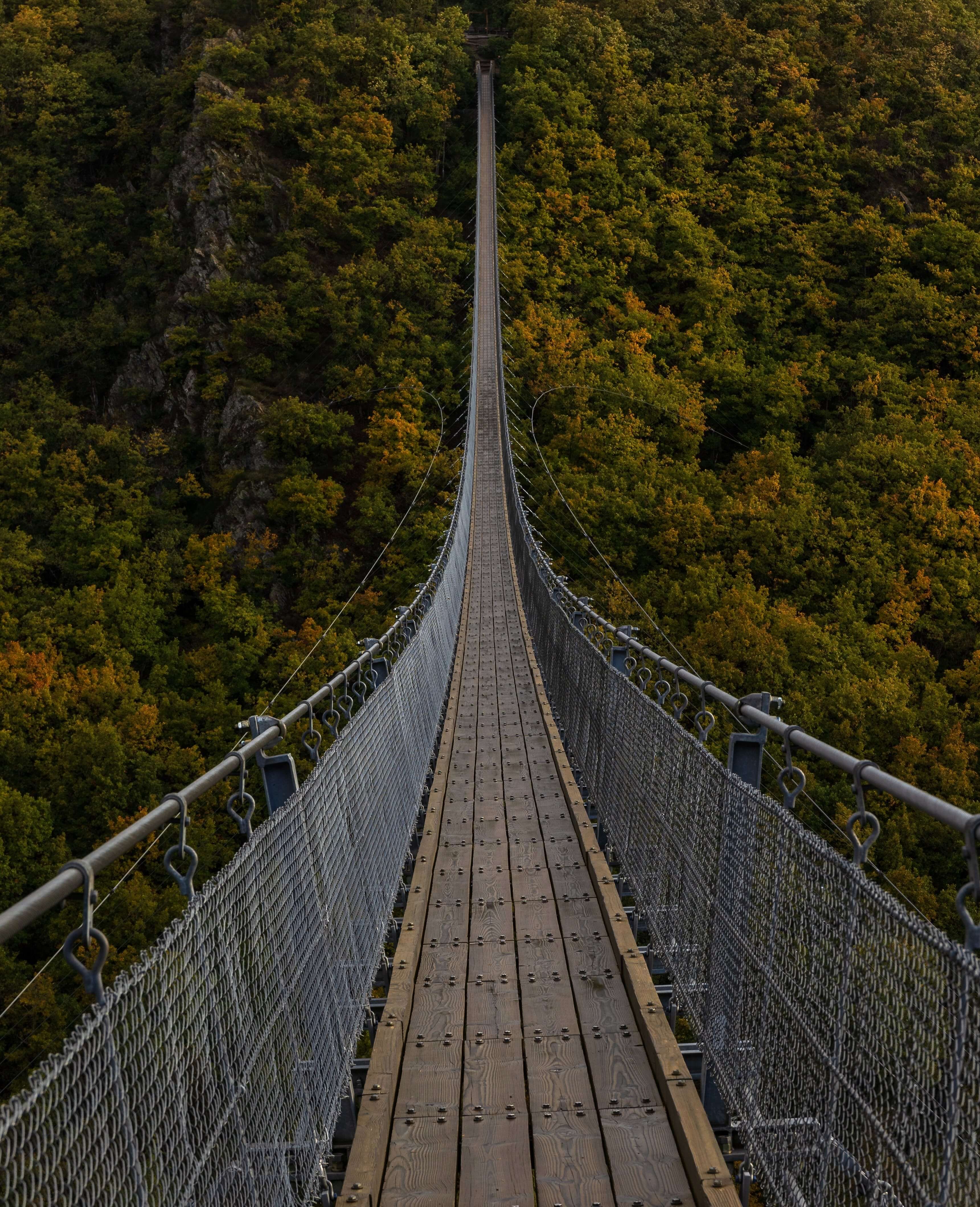 A very long bridge, over the forrest...